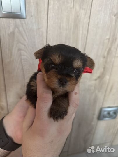 Йоркширский терьер щенки