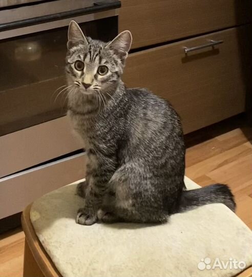 Кошка 4 месяца