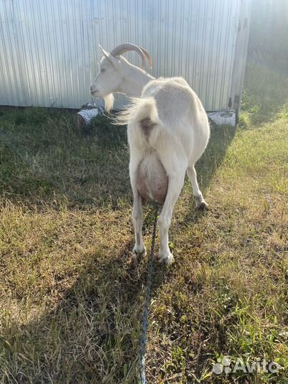 Козы дойные