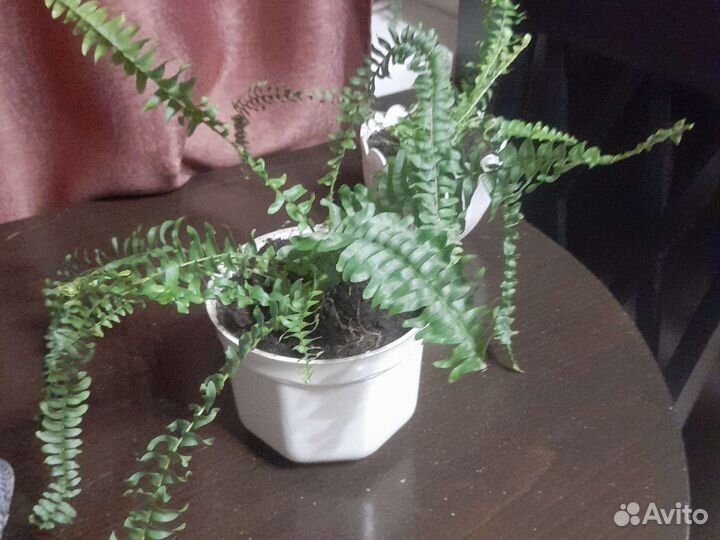 Папоротник комнатный