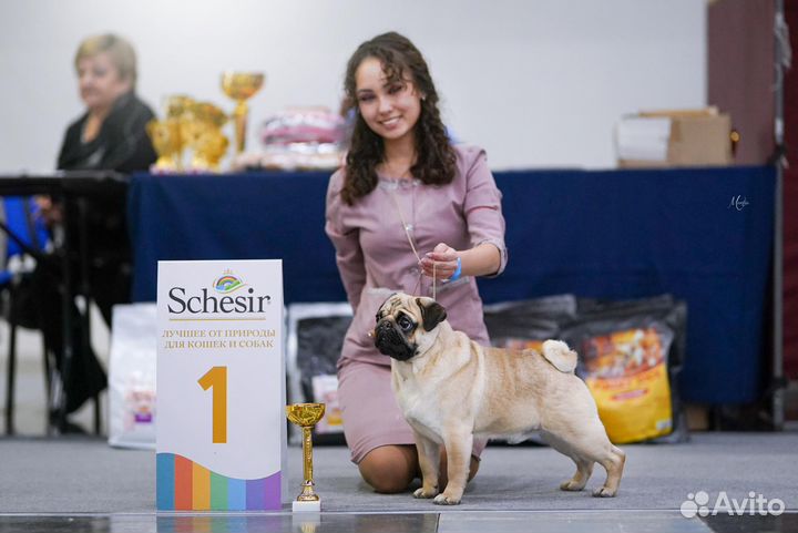 Мопс вязка кобель