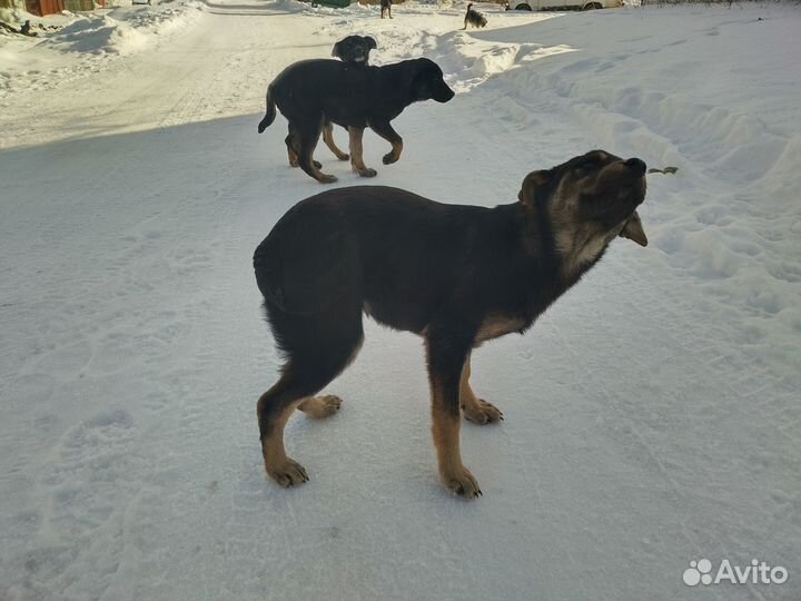 Пристраиваются щенки в добрые руки