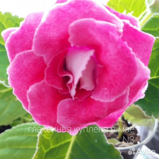 Продам листики глоксинии и пеларгония цветущая