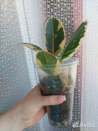 Фикус эластика Тинеке