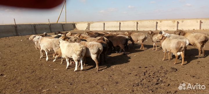 Бараны на племя