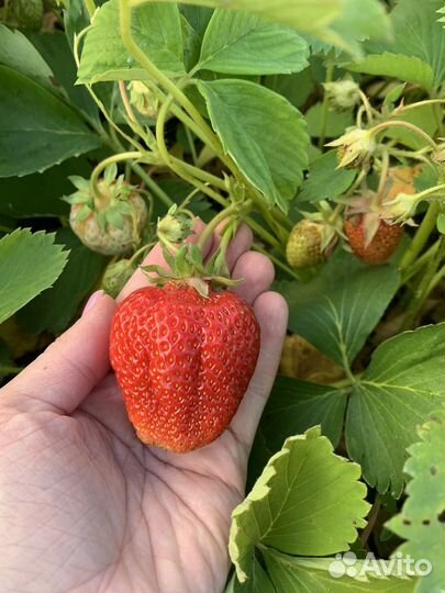 Усы клубники