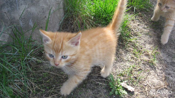 Котята мышеловы