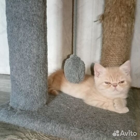 Котёнок породы Экзот