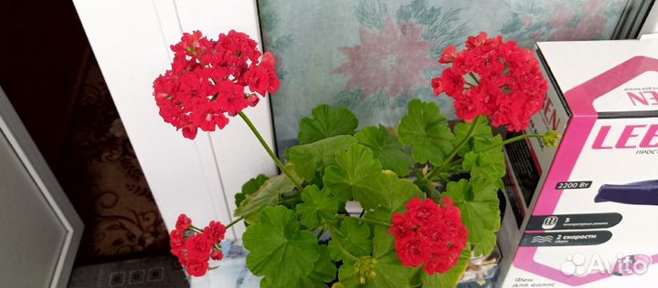 Пеларгония розебудная