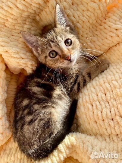 Чудесные котятки ищут дом