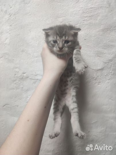 Котенок вислоухий
