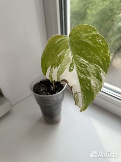 Монстера вариегатная Альба