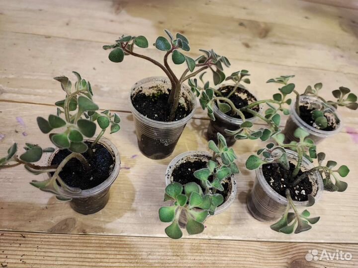 Аихризон дерево любви