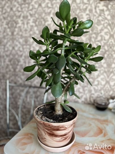 Толстянка, денежное дерево