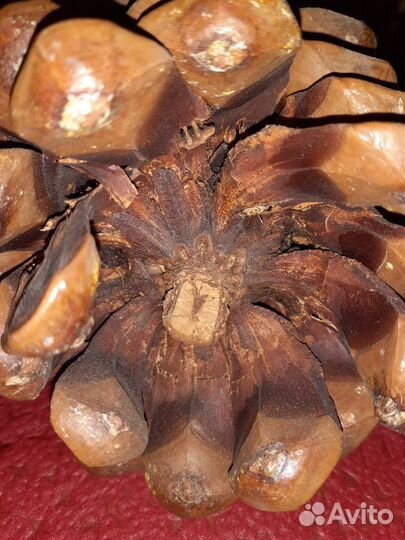 Шишка кедровая 12х18см, для дизайна, для рукоделия