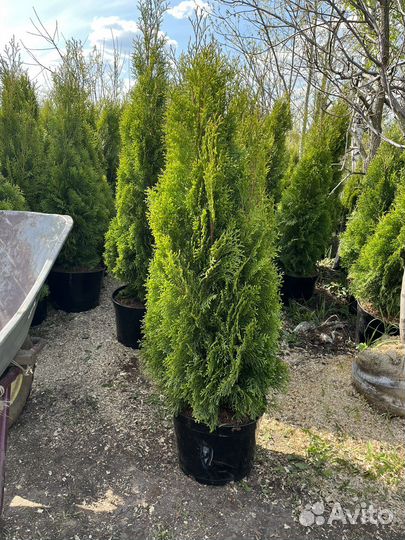 Туя смарагд 120 см свежая копка