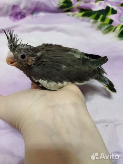 Попугай корелла птенец