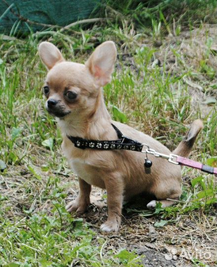 Щенки чихуа. Мальчик на фото