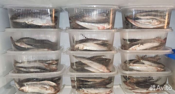 Тюлька охлажденная/замороженная для рыбалки