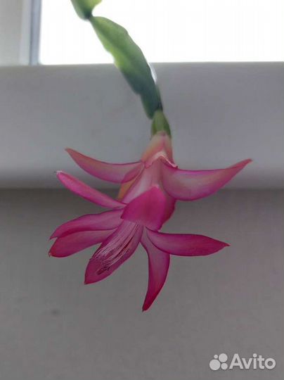 Декабрист / шлюмбергера