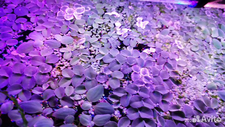 Аквариумные растения бесплатно