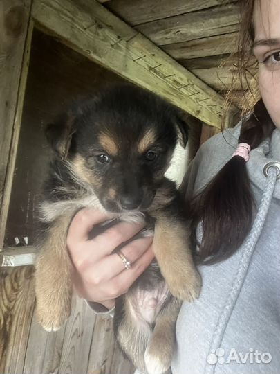 Собака в добрые руки отдам бесплатно