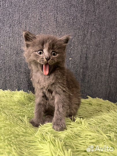 Котята в добрые руки бесплатно