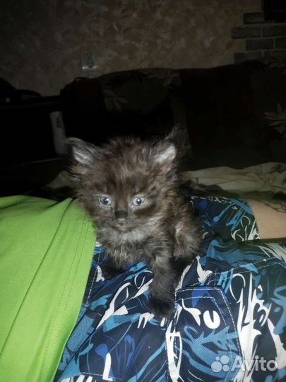Котята в добрые ручки