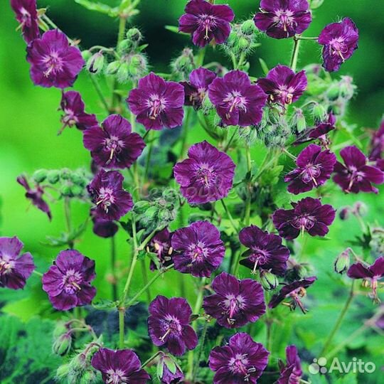 Пеларгония герань садовая многолетняя