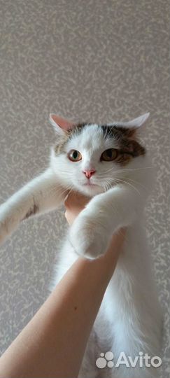 Молоденькая кошечка