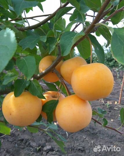 Плодовые деревья. Из питомника