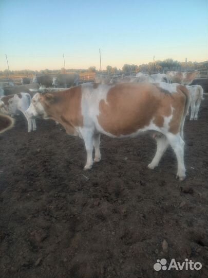 Корова дойная с теленком