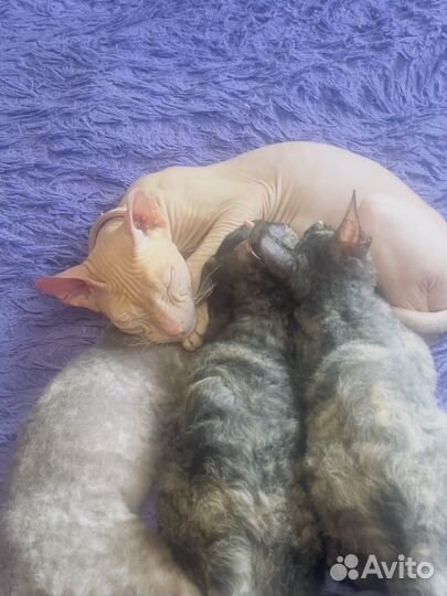 Котята сфинкс