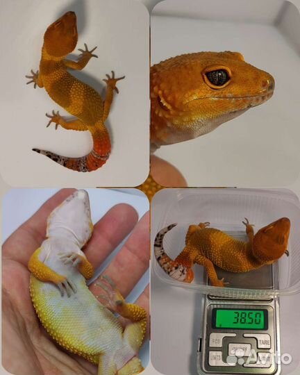 Геккон эублефар