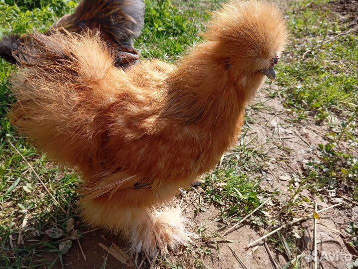 Петух китайский шелковый