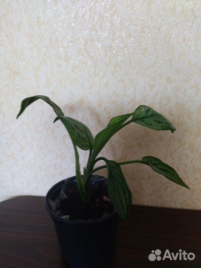 Аглаонема 2 вида