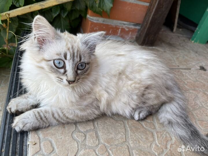 Отдам в добрые руки котенка девочку, 4 месяца