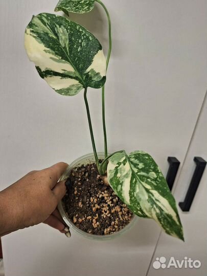 Монстера Вайт сноу