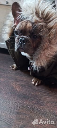 Зимний комбинезон для собаки средних пород