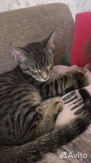 Отдам даром бесплатно в добрые руки