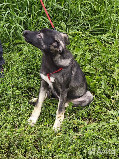 Щенки в дар