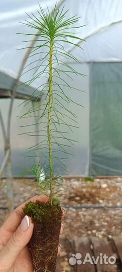 Саженцы ели зкс