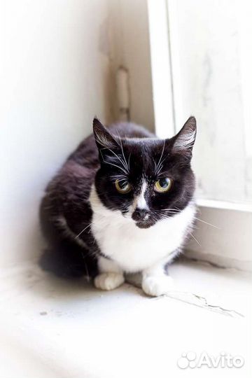 Кошка Ласка