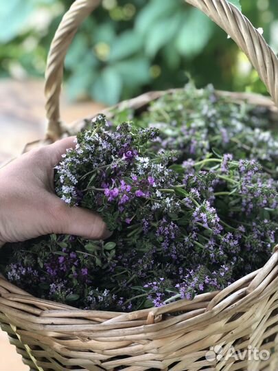 Чабрец сушеный