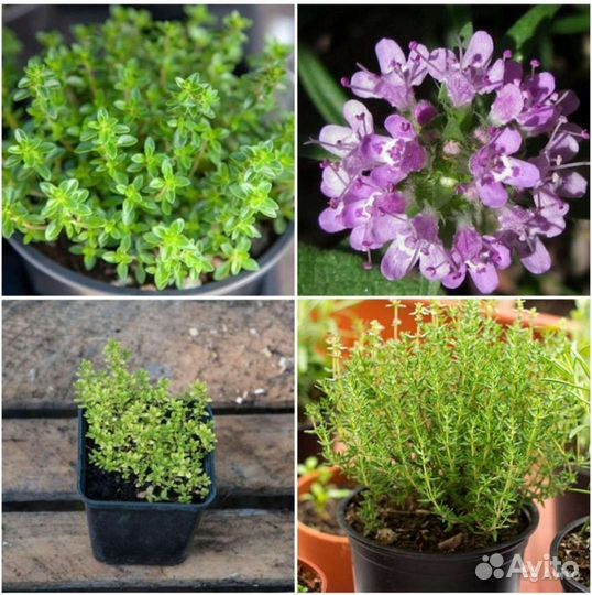 Семена Иван чая,Лемонграсса,Цефалофоры,Тимьяна