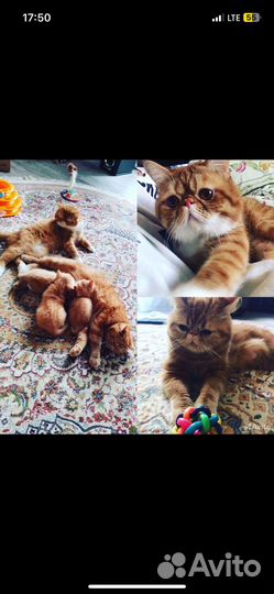 Котята Экзоты