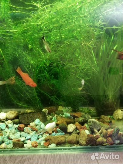 Продам криптокарина, гетерантера,элодея,мох