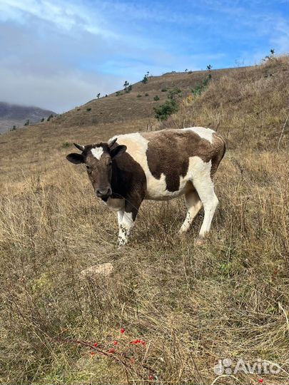 Коровы,телята,бычки
