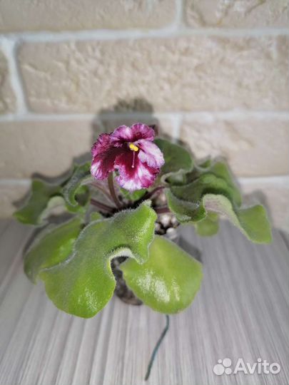 Фиалки сортовые