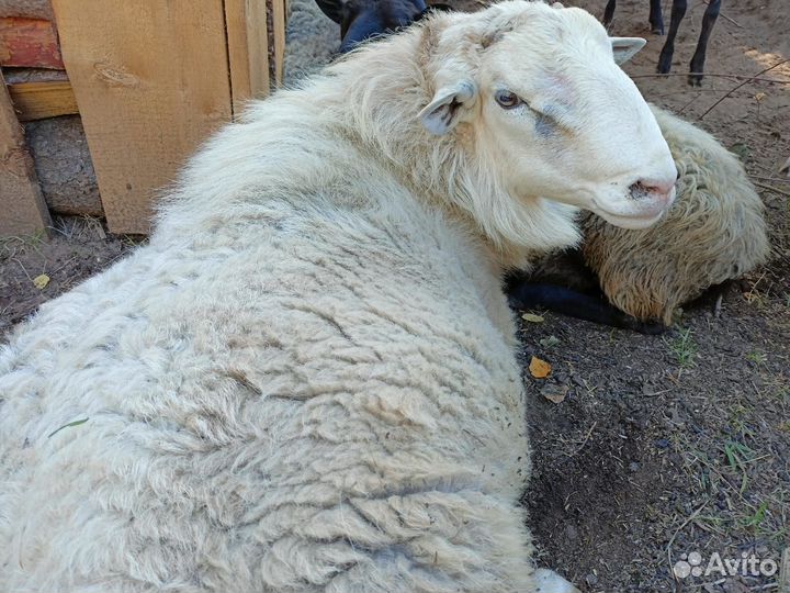 Продам барана